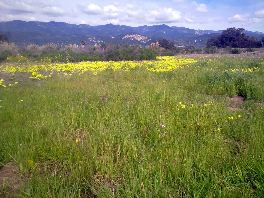 Yellow flowers looking off into Carpenteria mountains